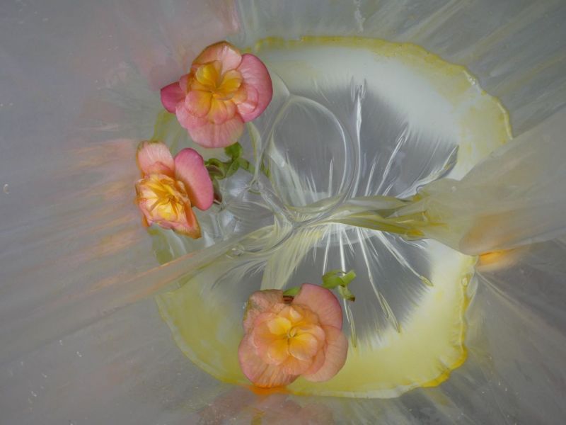 Begonia-waterolie-zeepbellen-4