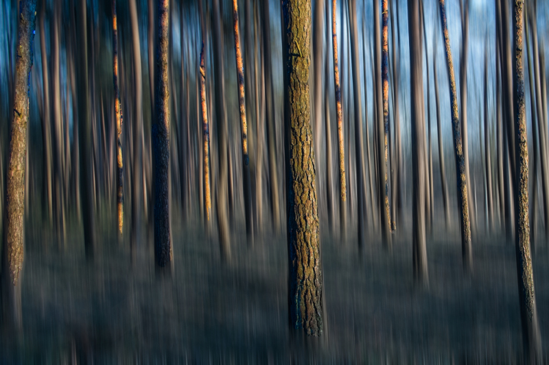 Het bos door de bomen