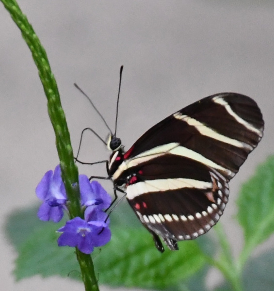 19.10.29-Oirchideeenhoeve-vlinder