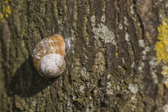 Structuur-in-de-natuur-03-Afdruk